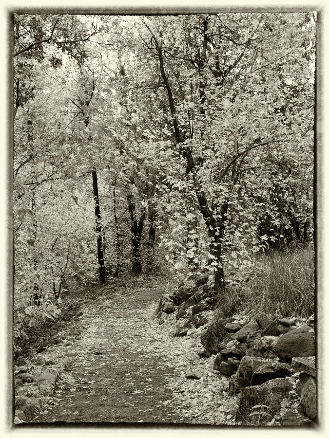 Autumn Walk - Sepia Tone Photograph by Harold Rau
