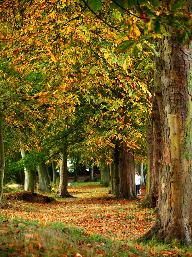Autumn Walk Photograph