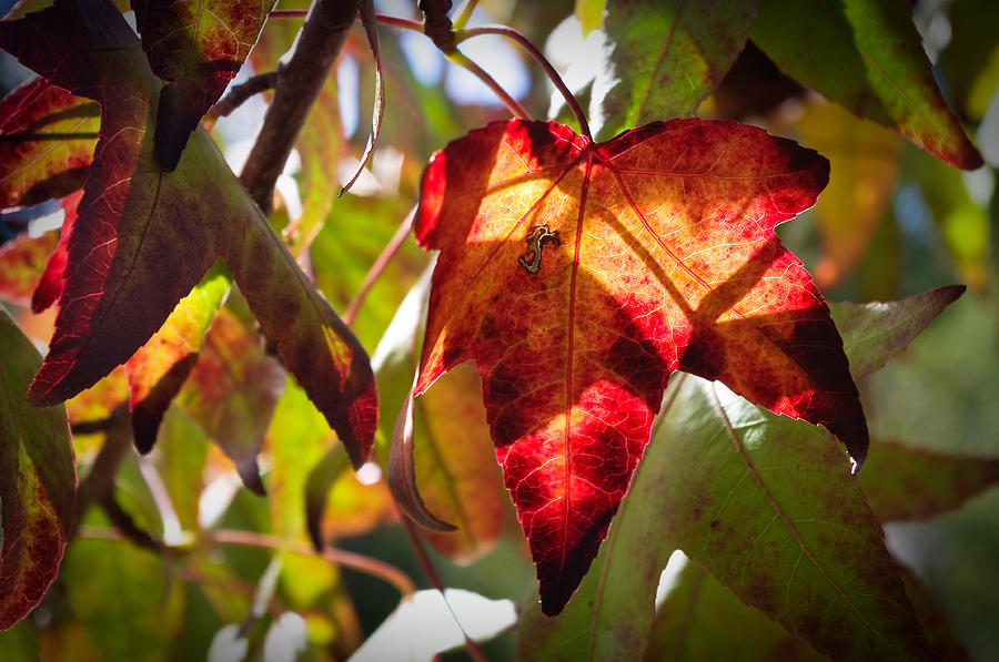 Autumn Warmth Photograph by Adria Trail