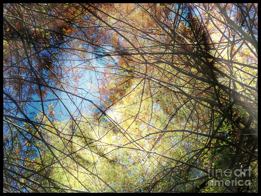 Tree Digital Art - Autumn Watching Through the Canopy  by Elizabeth McTaggart