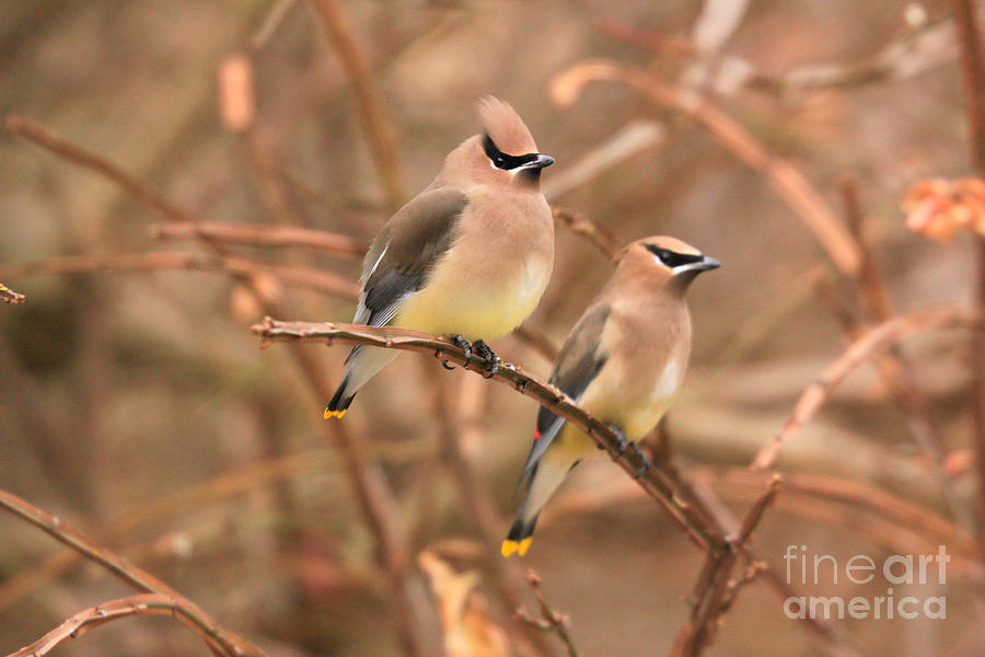 Autumn Waxwings Photograph by Hermes Fine Art