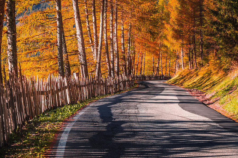 Autumn way Photograph by Stefano Termanini