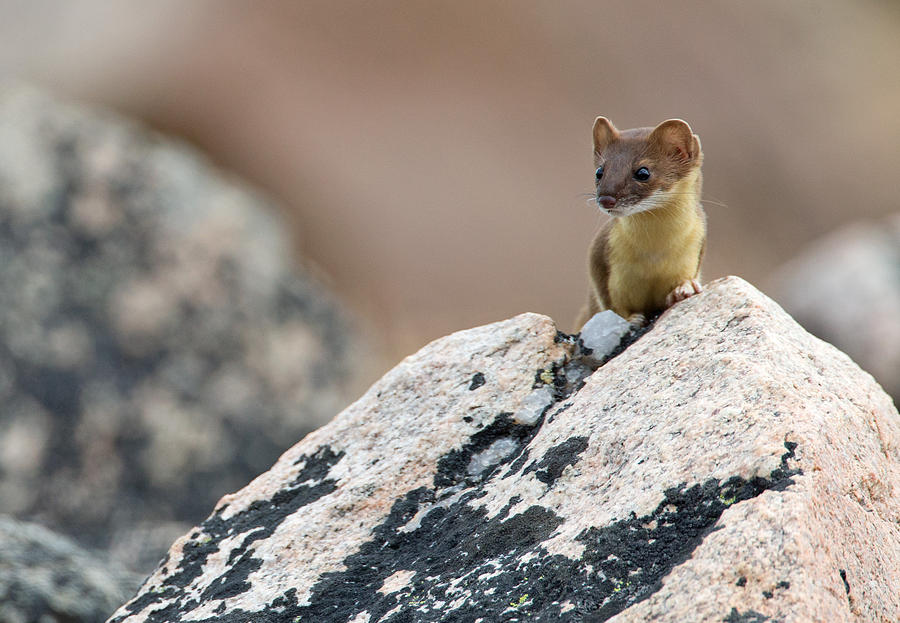 Autumn Weasel Photograph by Max Waugh