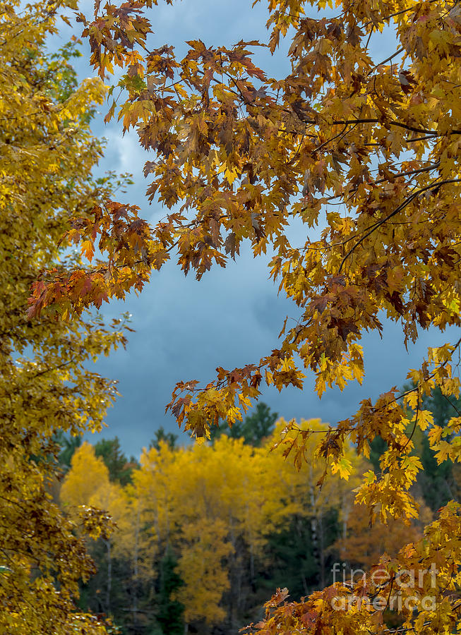 Autumn Weather Photograph by Cheryl Baxter