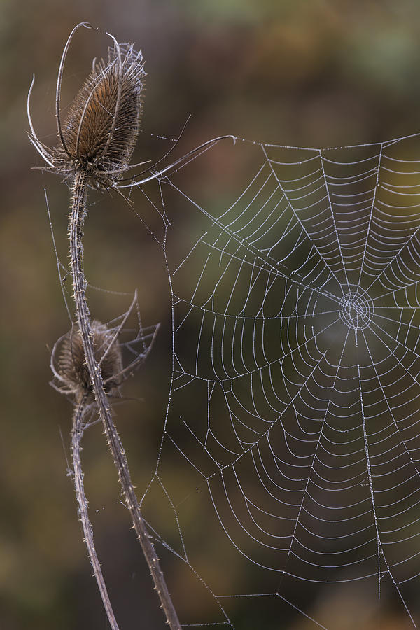 Autumn Web Photograph by Angie Vogel
