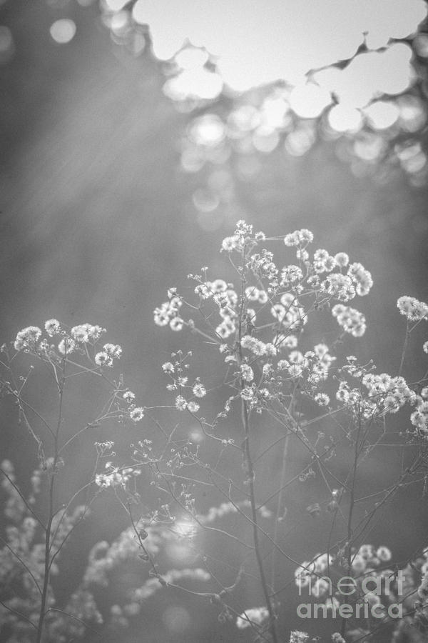 Autumn Weeds Photograph by Cheryl Baxter