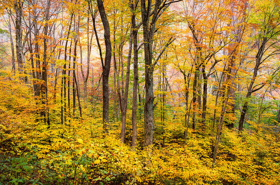 Autumn Western NC Fall Foliage - Forest for the Trees Photograph by Dave Allen