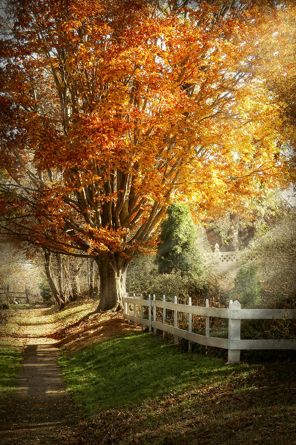 Autumn - Westfield NJ - I love autumn Photograph by Mike Savad