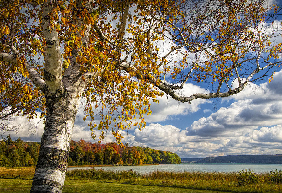Autumn White Birch Tree on the shore of Glen Lake Photograph by Randall Nyhof