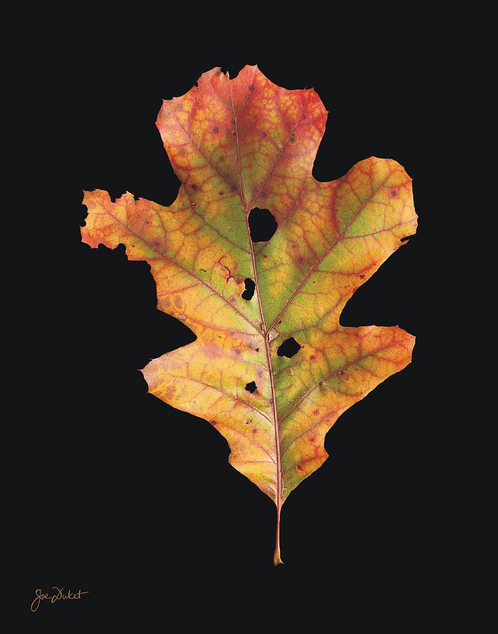 Autumn White Oak Leaf 2 Photograph by Joe Duket