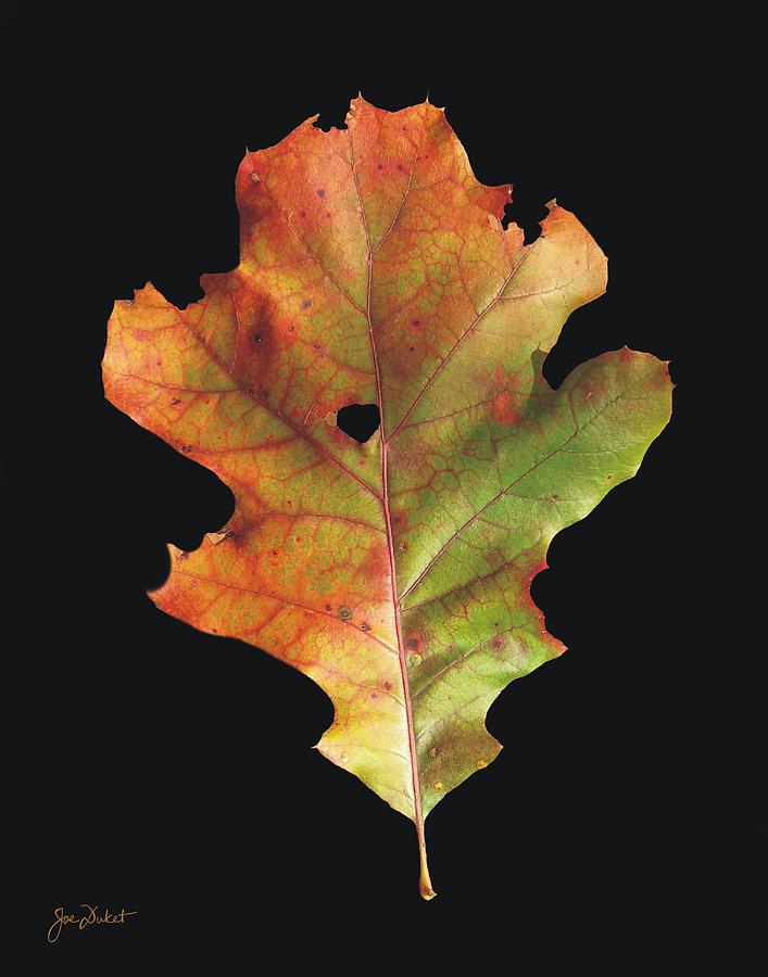 Autumn White Oak Leaf 3 Photograph by Joe Duket