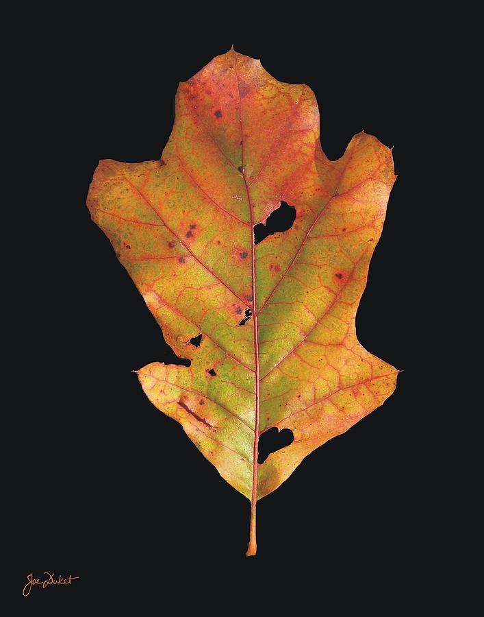 Autumn White Oak Leaf Photograph by Joe Duket