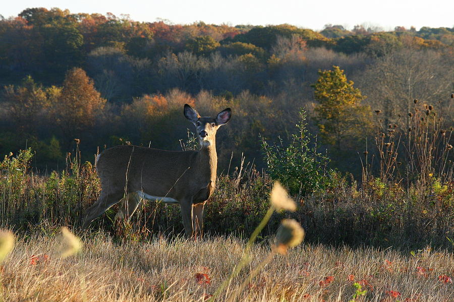 Deer Photograph - White-Tailed Autumn Morning  by Neal Eslinger