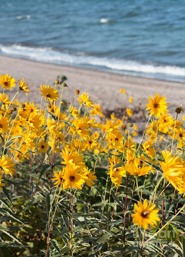 Autumn Wildflowers at the Beach Photograph by Barbara McMahon