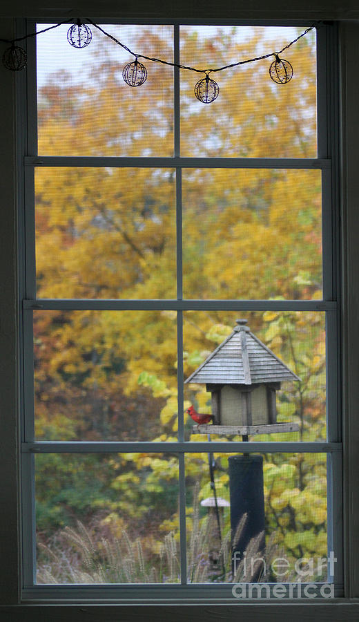 Autumn Window With Cardinal Photograph by Karen Adams