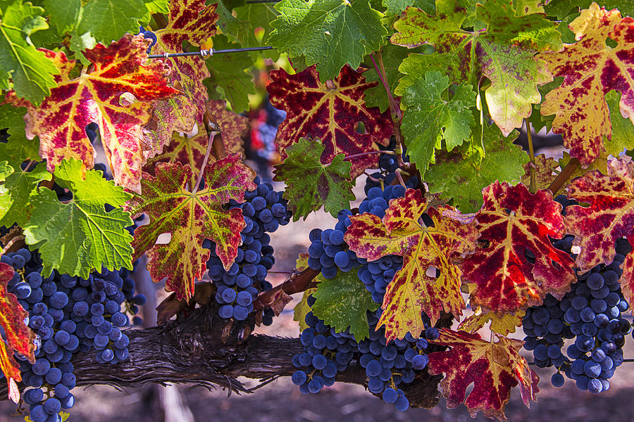 Grape Photograph - Autumn Wine Grape Harvest by Garry Gay
