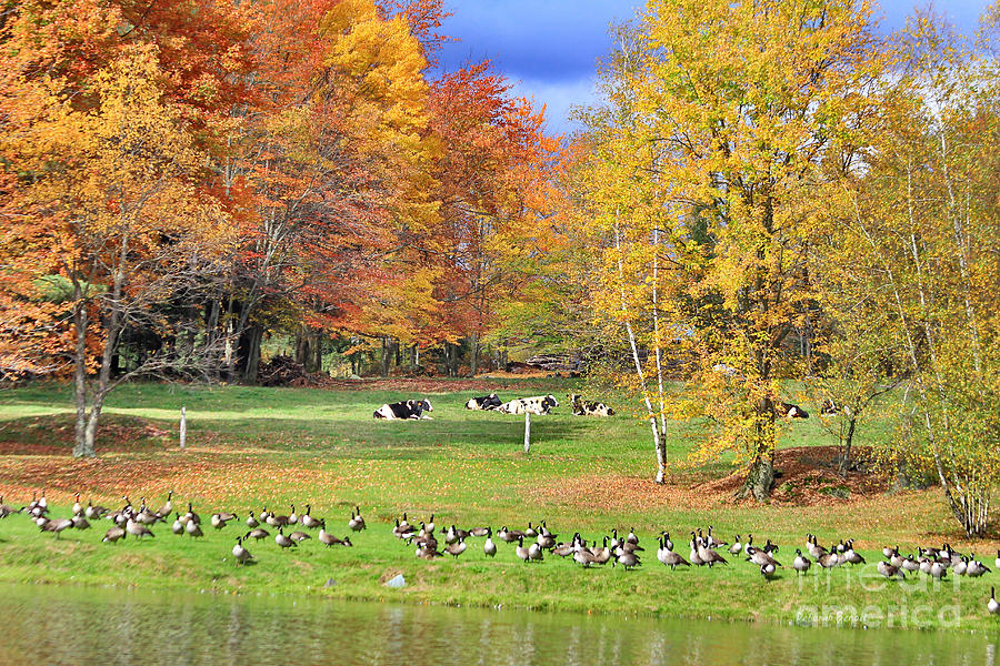 Autumn With The Geese and Cows Photograph by Deborah Benoit