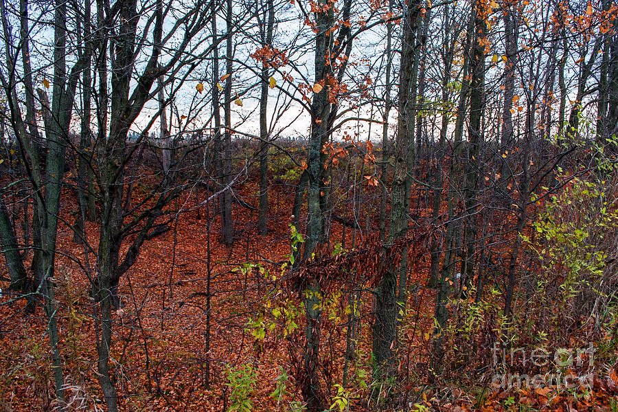 Landscape Photograph - Autumn Woodland Art by Miss Dawn