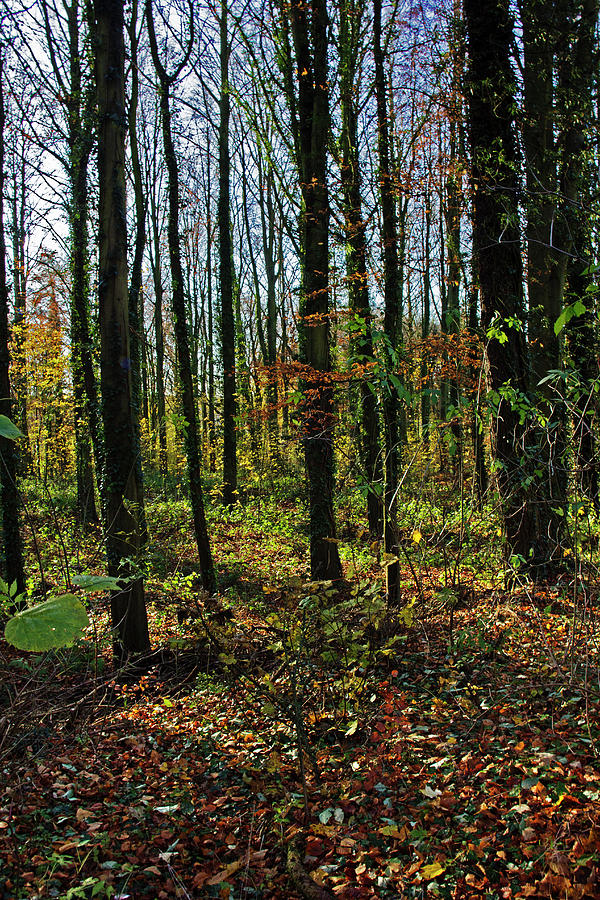 Autumn Woodland Photograph by David Gould