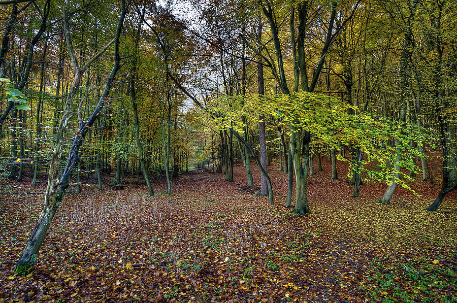 Autumn woodland Photograph by Gary Eason