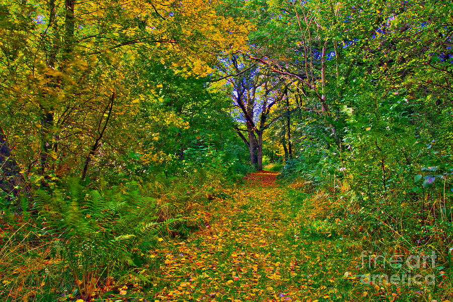 Autumn Woodland Photograph by Martyn Arnold