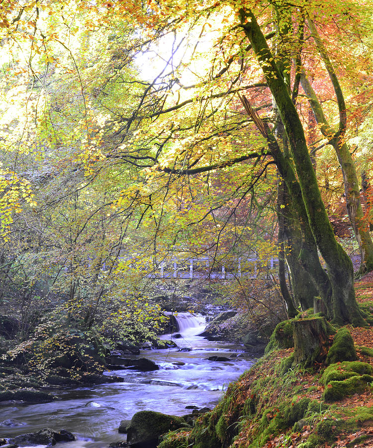 Autumn Woodland Stream Photograph by Kathy Collins