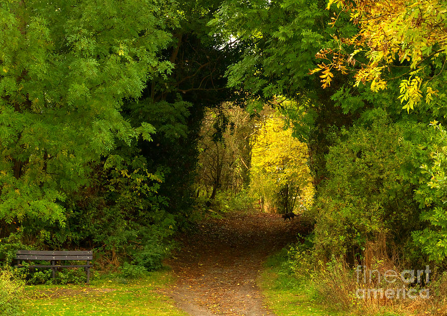 Autumn Woodland walk Photograph by Martyn Arnold