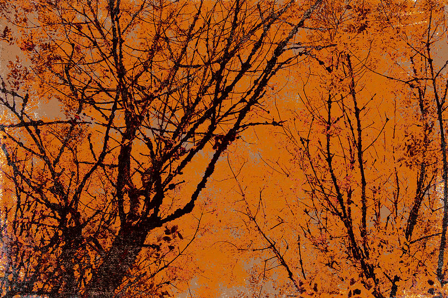 Autumn Woods Photograph by Bonnie Bruno