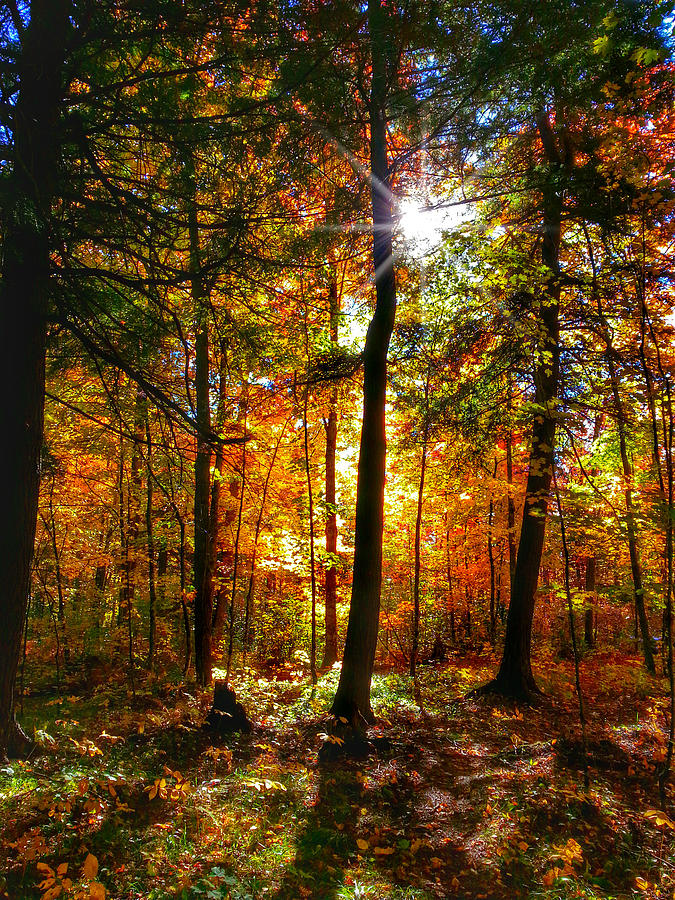 Autumn Woods Photograph by Brook Burling