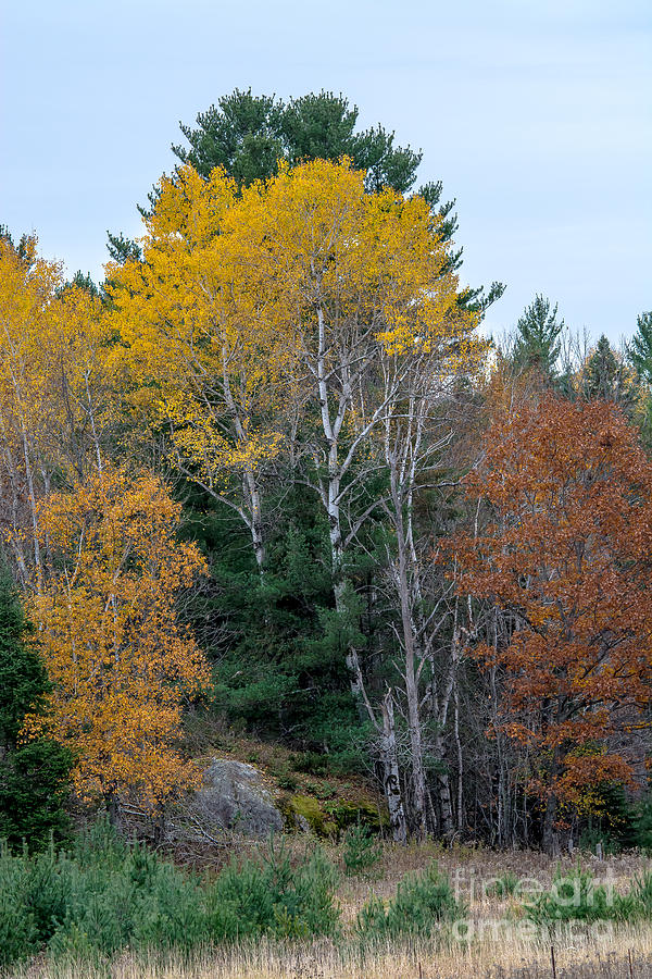 Autumn Woods Photograph by Cheryl Baxter