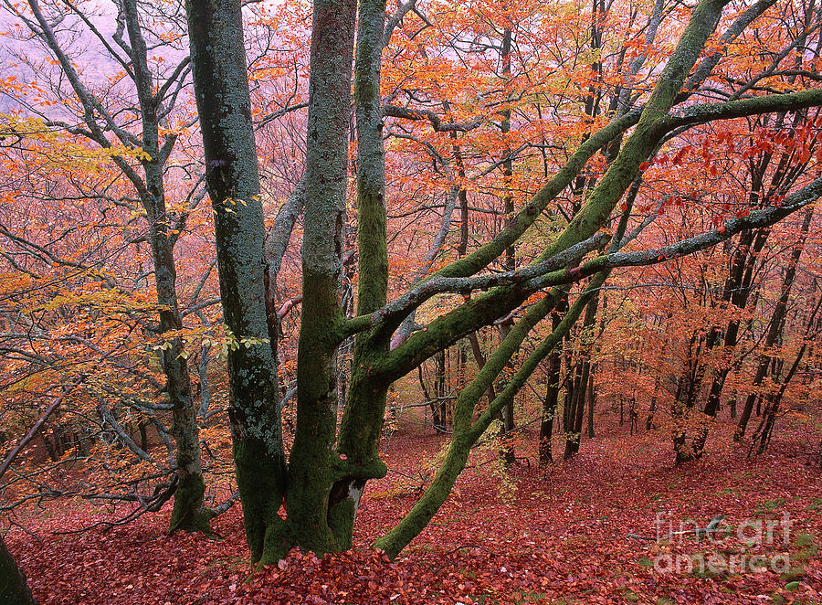 Fall Photograph - Autumn Woods In Sweden by Art Wolfe