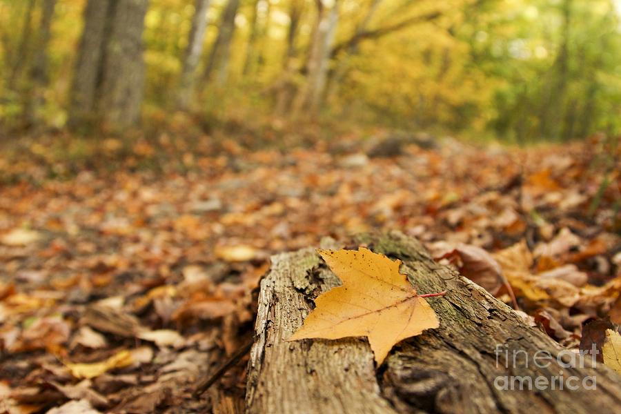 Autumn Woods Photograph by Karin Pinkham