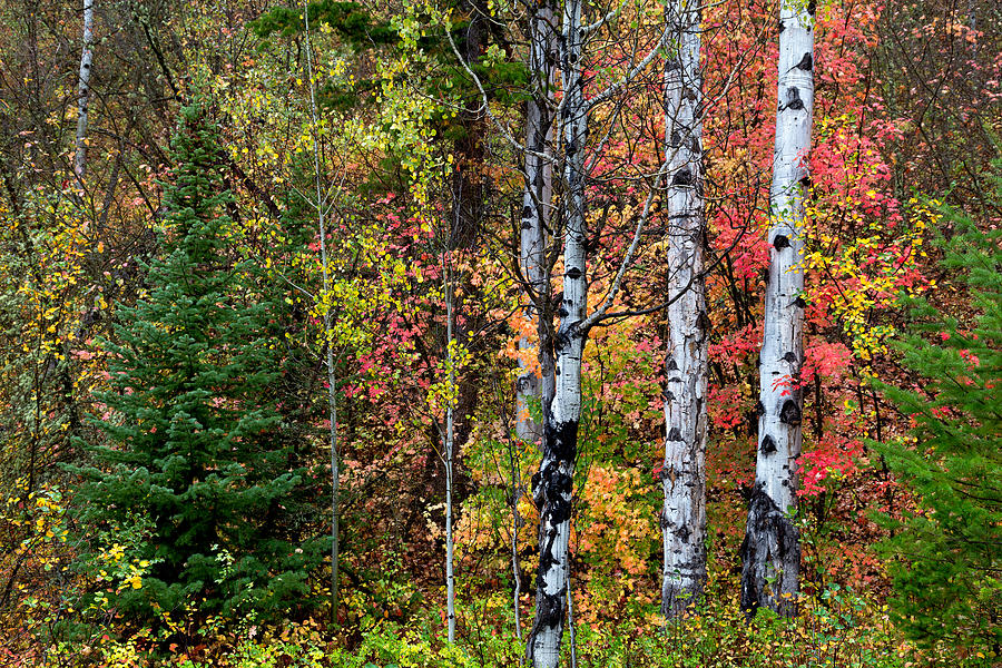 Autumn Woods Photograph by Kathleen Bishop