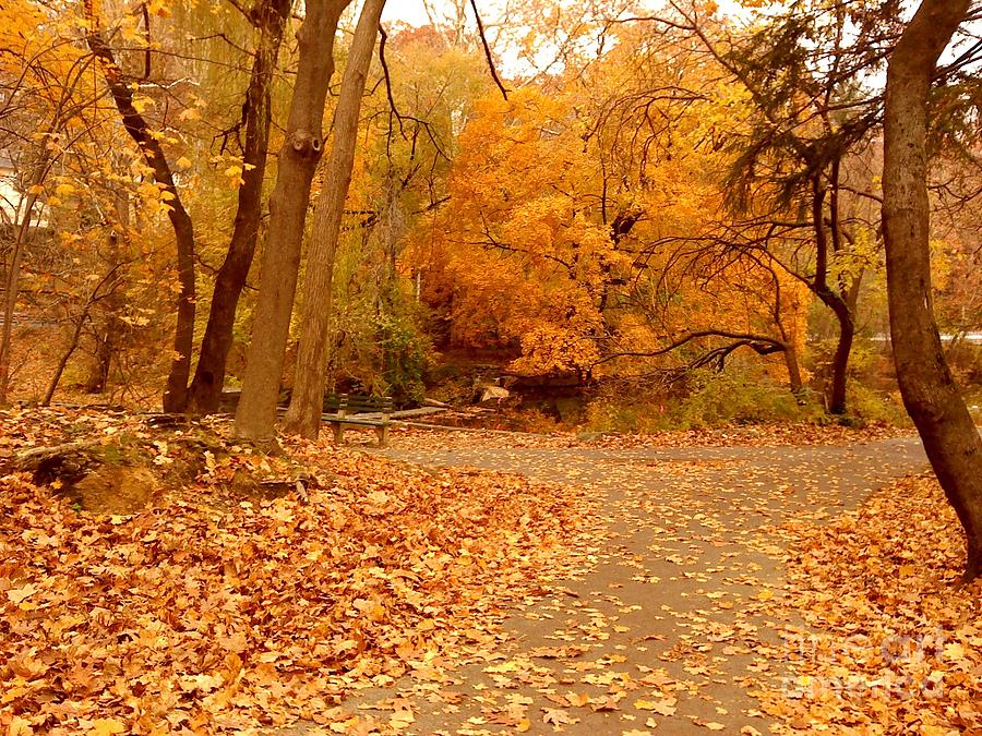 Autumn Woods Photograph by Miriam Danar