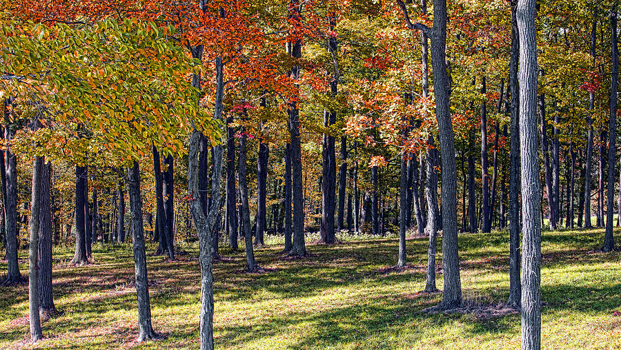Autumn Woods Photograph by Monroe Payne