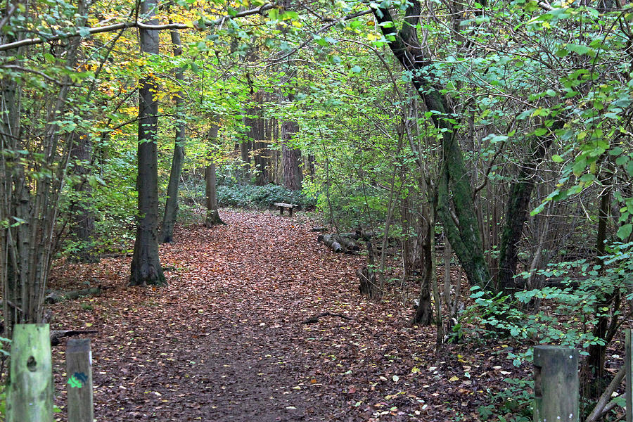 Autumn Woods Photograph