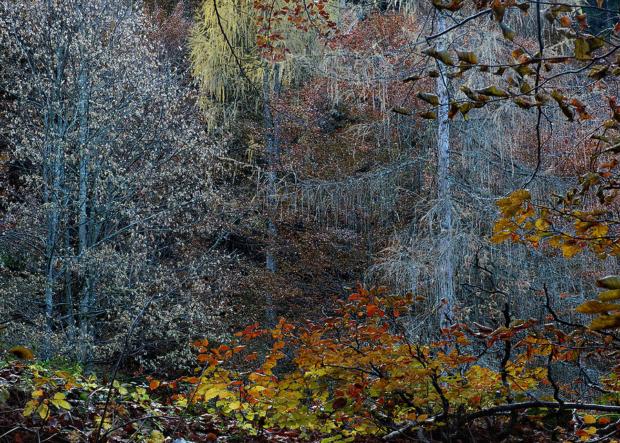 Autumn woods Wilder Kaiser Photograph by Jerry Daniel
