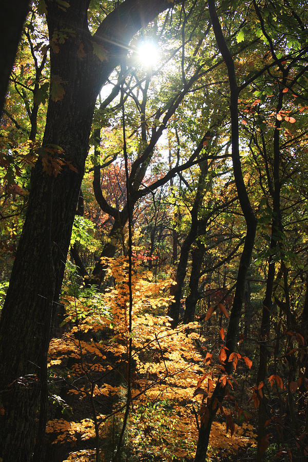 Autumn Woods with Sunlight Photograph by Melinda Fawver