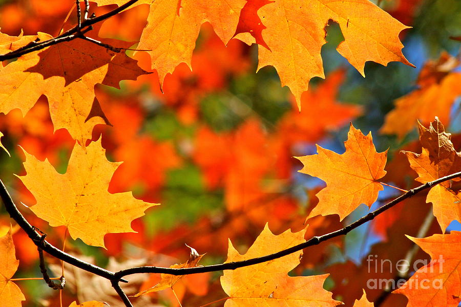 Fall Photograph - Autumn Wreath by Jay Nodianos