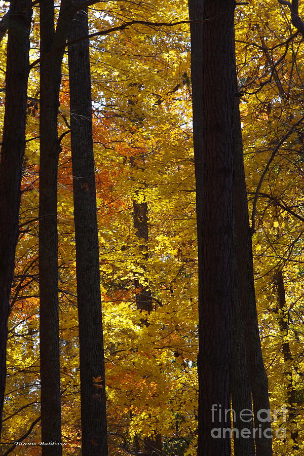 Fall Photograph - Autumn Yellow 1 by Tannis  Baldwin