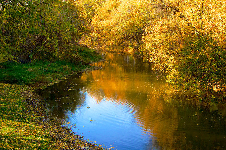 Autumn Yellow along an Illinois Creek Photograph by Ruth Hager