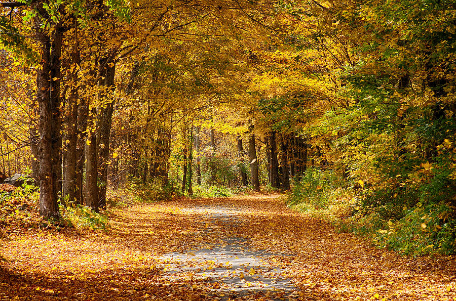 Fall Photograph - Autumn yellow foliage memory by Jeff Folger