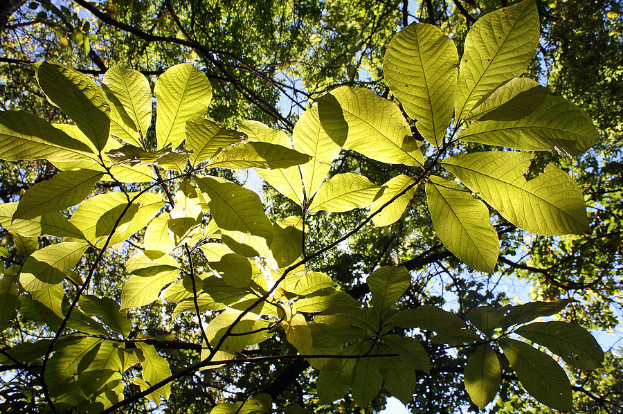 Autumn Yellow-Green Photograph by Ellen Tully