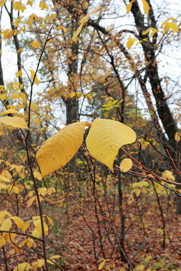 Autumn Yellow II Photograph by Mary Haber
