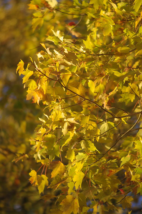 Autumn Gold Maple Trees Photograph by Suzanne Powers