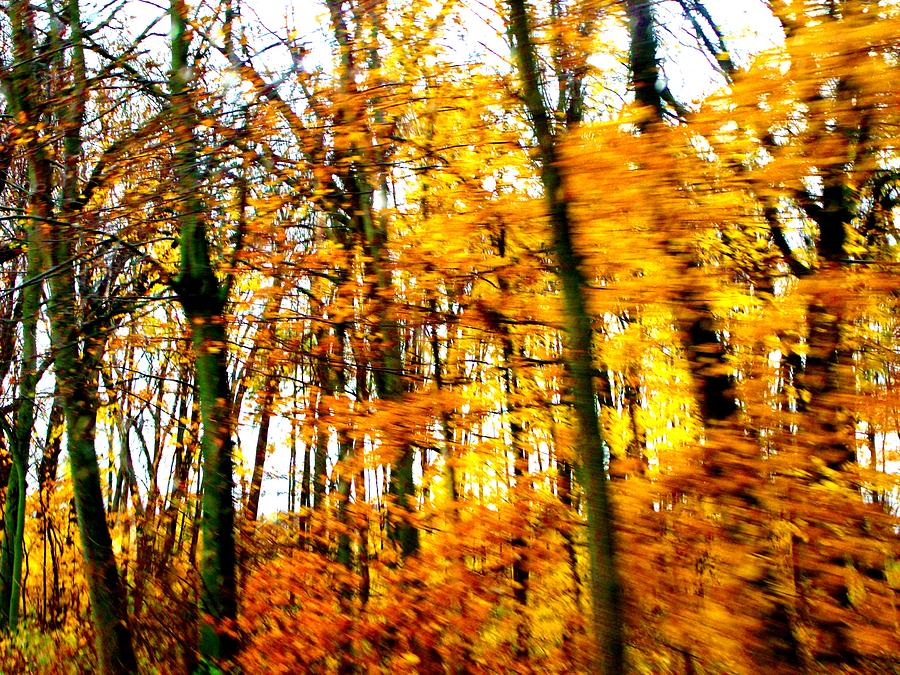Autumn Yellow Photograph by Mykul Anjelo