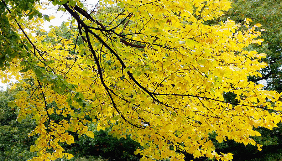 Autumn Yellow -nature photography  Photograph by Ann Powell