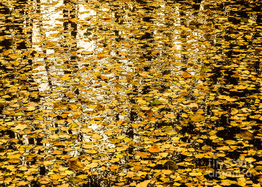 Abstract Photograph - Autumn Yellow by Susan Serna