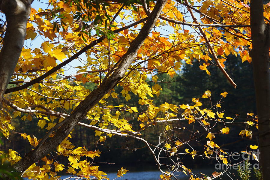 Autumn Yellow Photograph by Tannis  Baldwin