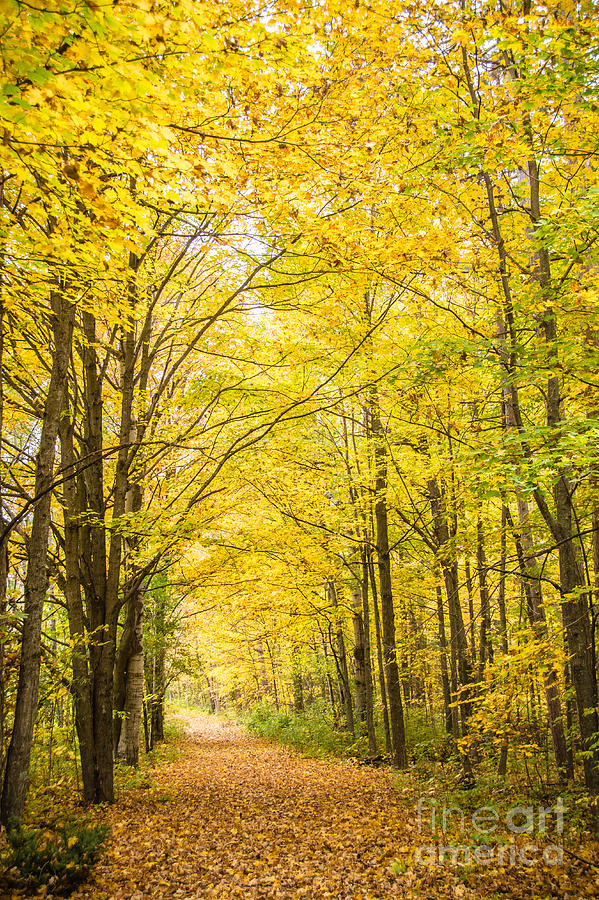 Autumn Yellow Trail Photograph by Cheryl Baxter
